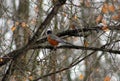 American robin in tree during cold winter