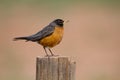 American Robin, Turdus migratorious Royalty Free Stock Photo