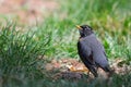 American Robin (Turdus Migratorious) Royalty Free Stock Photo