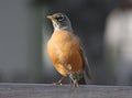 American Robin (Turdus migratorius) Royalty Free Stock Photo