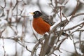 American Robin (Turdus migratorius) Royalty Free Stock Photo