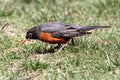 American Robin (Turdus migratorius) Royalty Free Stock Photo