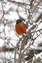 American Robin (Turdus migratorius) Royalty Free Stock Photo