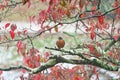 American Robin (Turdus migratorius)