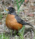 American Robin (Turdus migratorius) Royalty Free Stock Photo