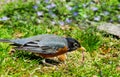 A bird catches a worm Royalty Free Stock Photo