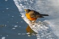 American Robin Drinking out of a River Royalty Free Stock Photo