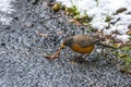 American Robin Eating an Earthworm Royalty Free Stock Photo