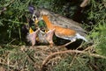 American robin (Turdus migratorius) feeding nestlings in the nest. Royalty Free Stock Photo