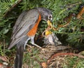 American robin (Turdus migratorius) feeding nestlings in the nest. Royalty Free Stock Photo