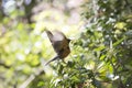 American Robin Turdus Migratorius Royalty Free Stock Photo