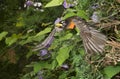 American robin (Turdus migratorius) flying. Royalty Free Stock Photo