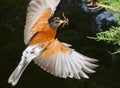 American robin (Turdus migratorius) flying with prey. Royalty Free Stock Photo