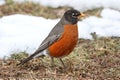 American Robin (Turdus migratorius)