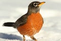 American Robin (Turdus migratorius) Royalty Free Stock Photo