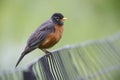 American Robin (Turdus migratorius migratorius) Royalty Free Stock Photo