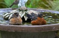 Young American Robin And Parent Bathing side by Side - Turdus migratorius