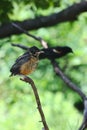 Fledged Young Robin atop a thin tree branch 6 - Turdus migratorius Royalty Free Stock Photo