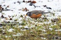 American Robin - Turdus migratorius Royalty Free Stock Photo