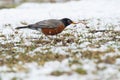 American Robin - Turdus migratorius Royalty Free Stock Photo