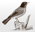 American robin, turdus migratorius sitting on a fence post Royalty Free Stock Photo
