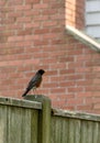 American Robin sitting on a fence