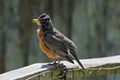 American Robin