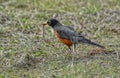 American Robin with a worm Royalty Free Stock Photo