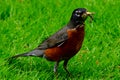 American Robin with worm in mouth