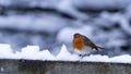 American Robin (Turdus migratorius) perched on snow-covered wooden fence in a winter day Royalty Free Stock Photo