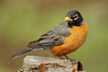 American Robin (turdus migratorius)