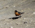 American Robin, Yellowstone National Park