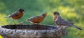American Robins Bicker at a Bird Bath