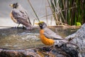 American Robins Turdus migratorius bathing in a shallow pool