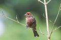 American Rose finch standing on a branch with green background