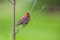 American Rose finch standing on a branch with green background