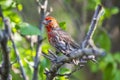 American Rose finch standing on a branch with green background