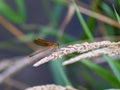 American Rubyspot Damselfly Royalty Free Stock Photo