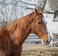 American Saddlebred Horse Royalty Free Stock Photo
