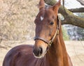 American Saddlebred Horse Royalty Free Stock Photo