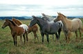 American Saddlebred Horse, Herd standing in Meadow Royalty Free Stock Photo