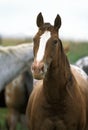 AMERICAN SADDLEBRED HORSE, PORTRAIT Royalty Free Stock Photo