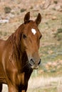 American Saddlebred Horse, Portrait Royalty Free Stock Photo