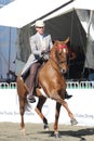 Rider with a brown American Saddle Horse at an agricultural show