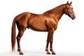 American Saddlebred Horse On White Background. Generative AI Royalty Free Stock Photo