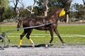 American saddler pulling a cart Royalty Free Stock Photo