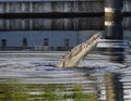 American Saltwater Crocodile in Everglades National Park Royalty Free Stock Photo