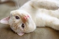 American short hair cat in the living room