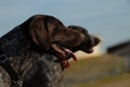 American short haired pointer dogs