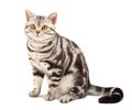 American Shorthair cat Royalty Free Stock Photo